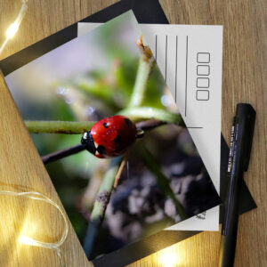 Tavaszi fényképes képeslapok 1