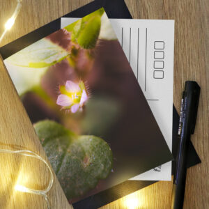 Tavaszi fényképes képeslapok 2