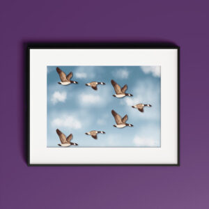 Költöző madarak poszterek